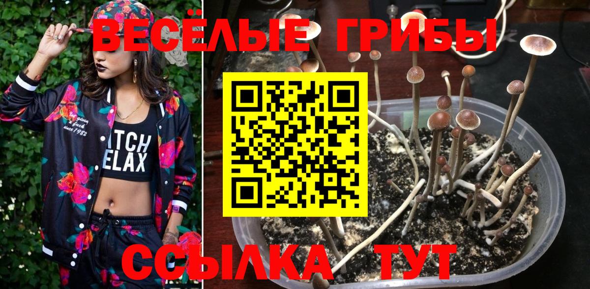 Галлюциногенные грибы Psilocybe  Карабулак 